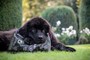 Riverwood Junior Large Breed - Kalkoen & Eend met Fazant