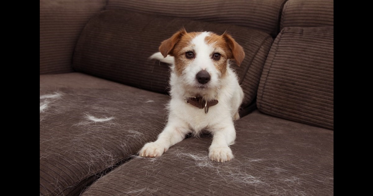Kan worden genegeerd troosten rek Overmatig verharen bij honden: 6 oorzaken en tips!